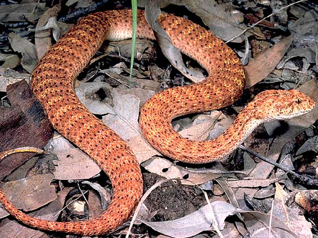 Death Adder